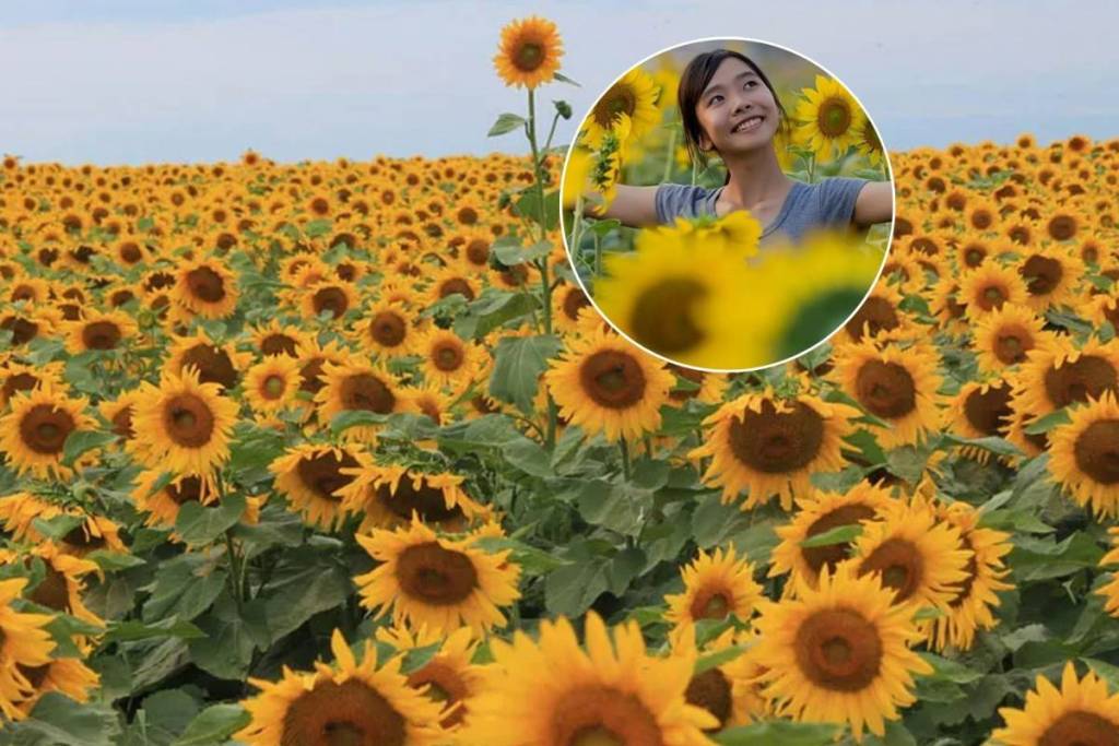 Just 45 minutes from Toronto, this dreamy sunflower festival with vintage photo ops is only here for a few more days