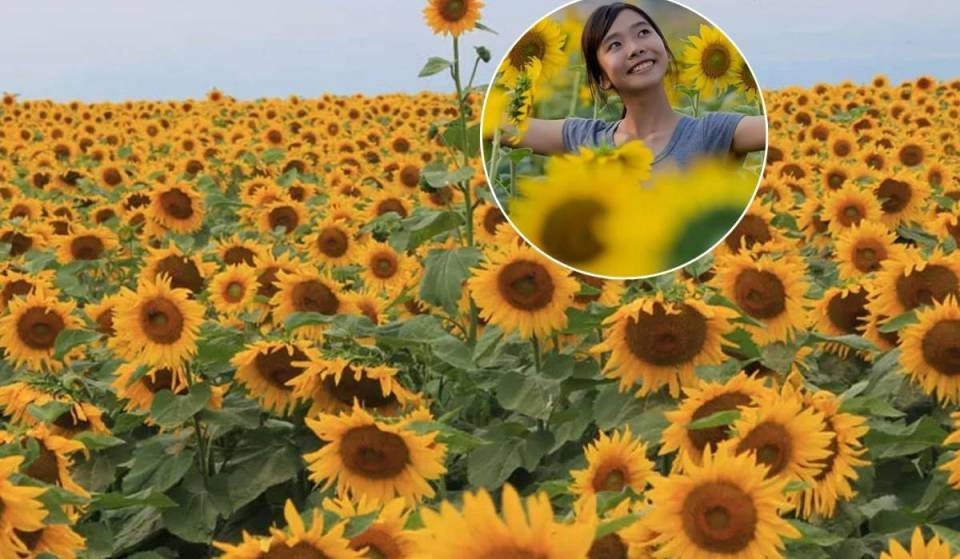 À seulement 45 minutes de Toronto, ce festival de tournesols de rêve, où tu pourras prendre des photos au style vintage, ne dure plus que quelques jours