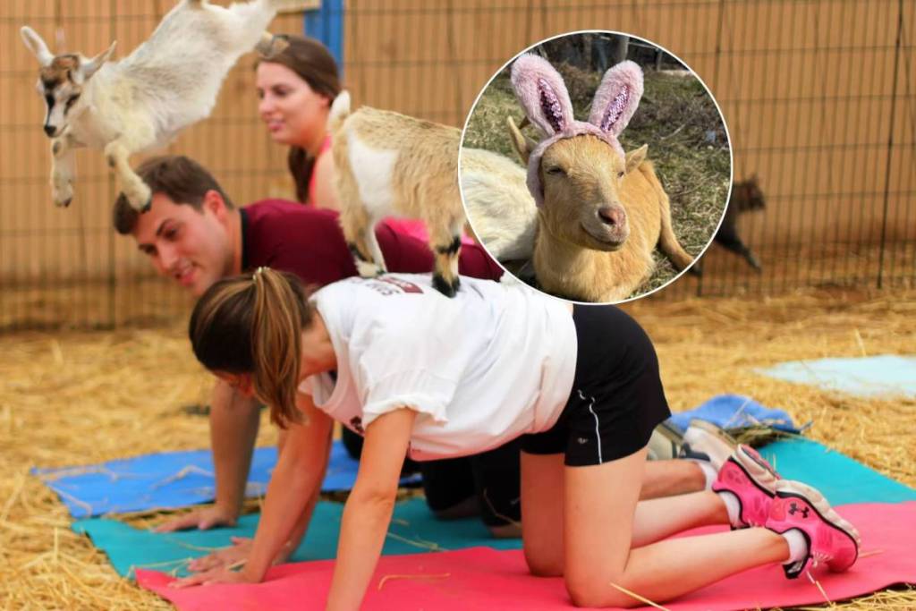 À environ une heure de Toronto, cette ferme de sauvetage propose du yoga avec des chèvres, des câlins avec des vaches et des rencontres interactives avec des animaux sauvés