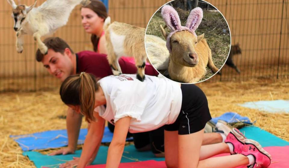 À environ une heure de Toronto, cette ferme de sauvetage propose du yoga avec des chèvres, des câlins avec des vaches et des rencontres interactives avec des animaux sauvés