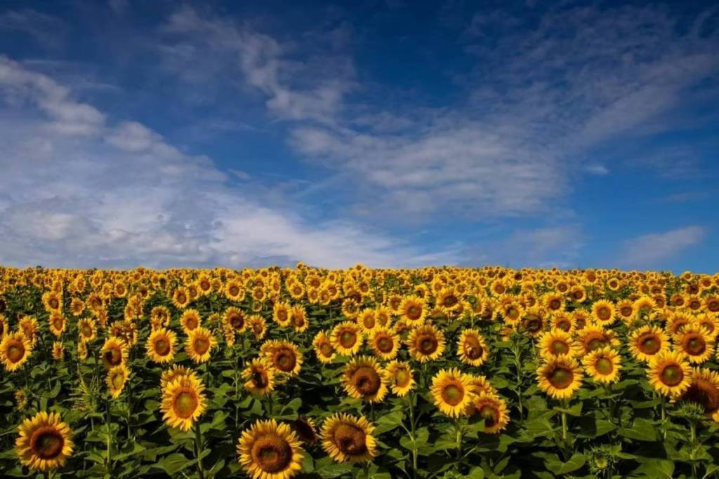 Ce festival des tournesols près de Toronto transforme plus de 30 acres en une mer de 700 000 fleurs