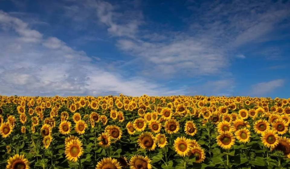 This sunflower festival near Toronto transforms 30-plus acres into a sea of 700,000 blooms