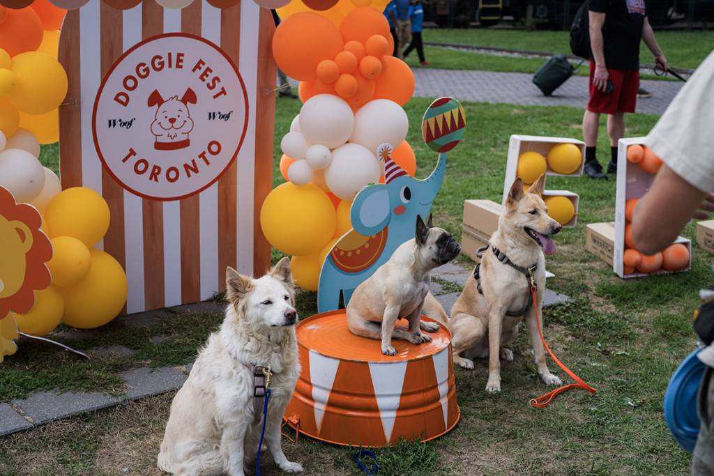 L’adorable festival canin gratuit de Toronto revient ce week-end avec des jeux, des stands et bien plus encore