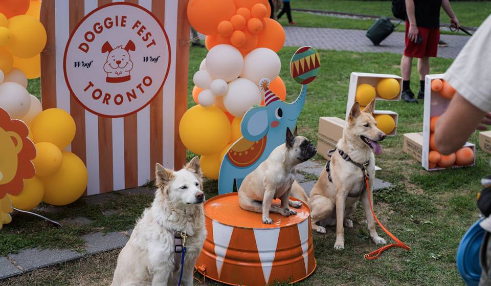 Toronto’s adorable free dog festival returns this weekend with games, vendors and more