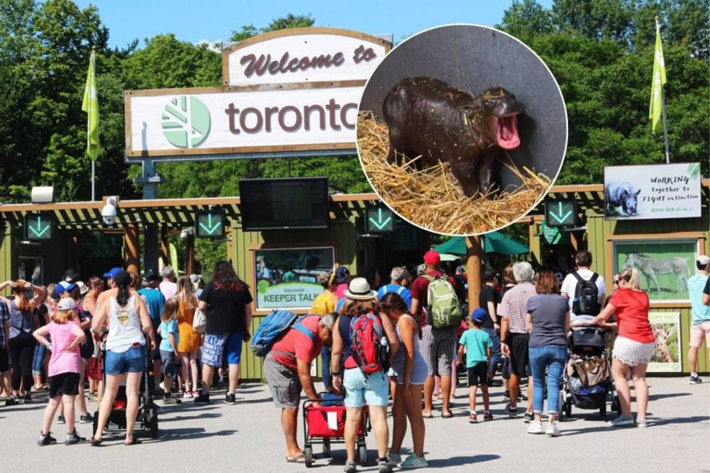 A tiny endangered pygmy hippo was just born at the Toronto Zoo and everyone is already obsessed