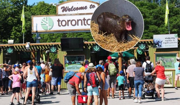 A tiny endangered pygmy hippo was just born at the Toronto Zoo and everyone is already obsessed