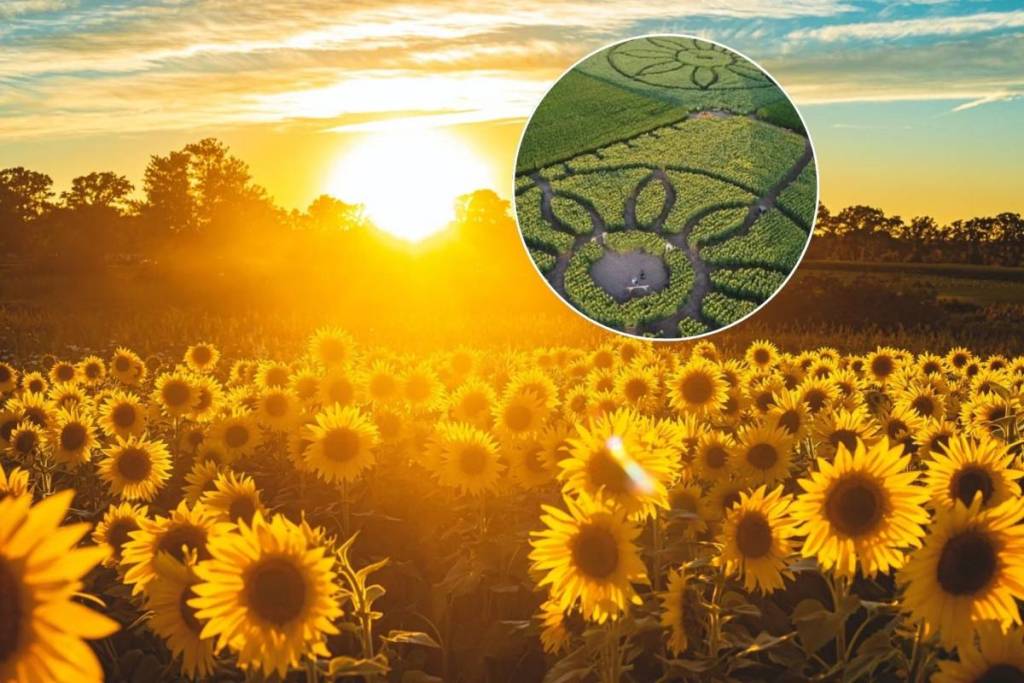 Just 1 hour from Toronto, you can get lost in over 100,000 golden sunflowers this August