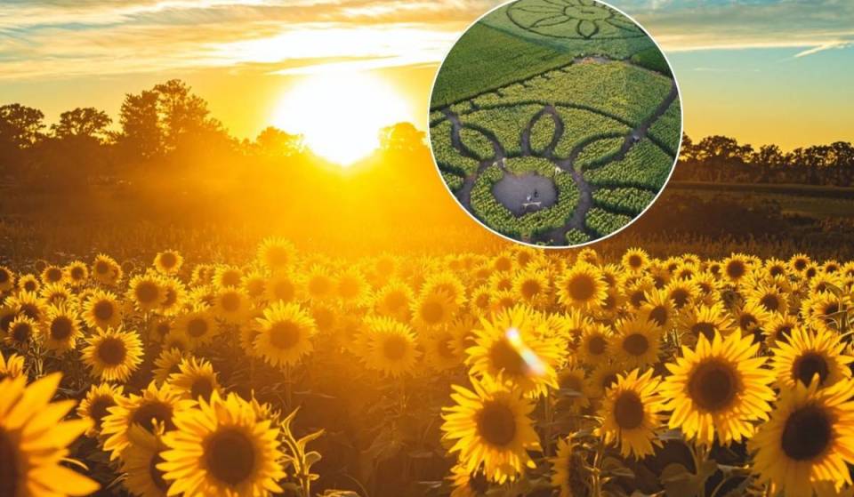 Just 1 hour from Toronto, you can get lost in over 100,000 golden sunflowers this August