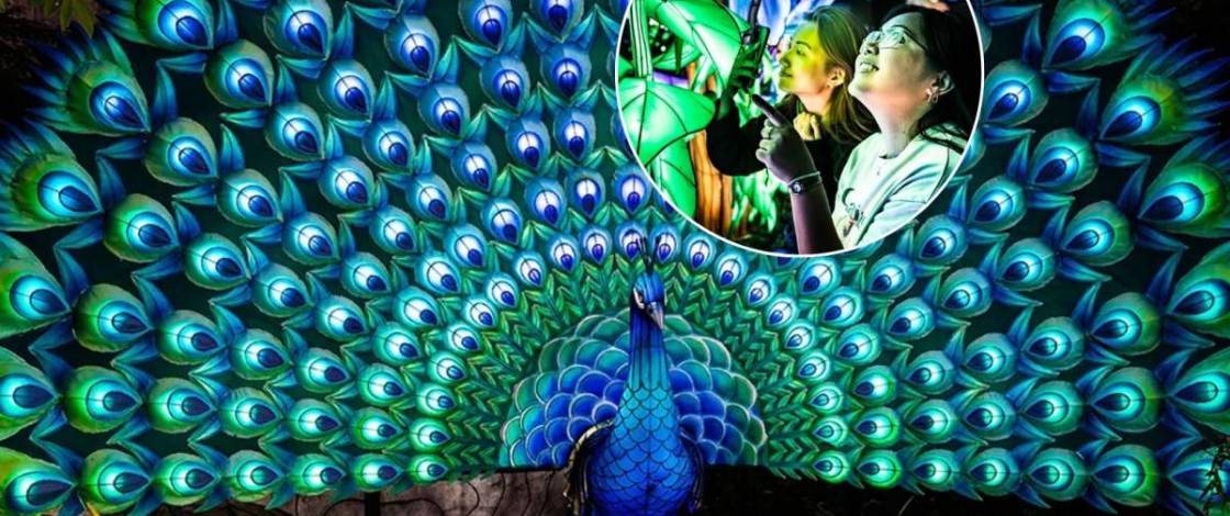 Le zoo de Toronto ouvre un parcours lumineux après la fermeture, avec d’immenses lanternes en forme d’animaux, des tunnels lumineux et des spots photo interactifs