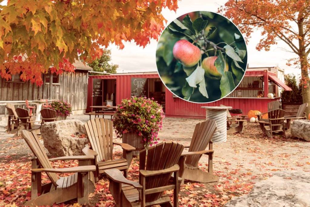 One of Ontario’s most popular apple-picking destinations near Toronto is reopening with 47,500 trees ready for fall—and wagon rides