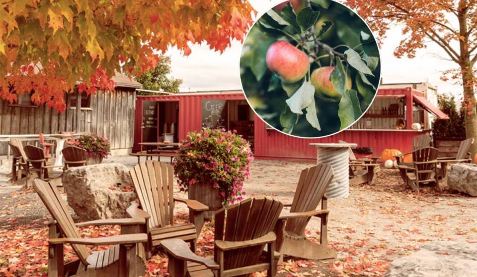 L’une des destinations de cueillette de pommes les plus populaires de l’Ontario, près de Toronto, rouvre ses portes avec 47 500 pommiers prêts pour l’automne — et des balades en charrette
