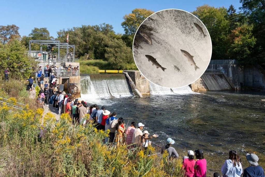 Ce week-end, tu pourras voir jusqu’à 20 000 saumons effectuer leur périple épique en remontant le courant à travers une charmante petite ville de l’Ontario