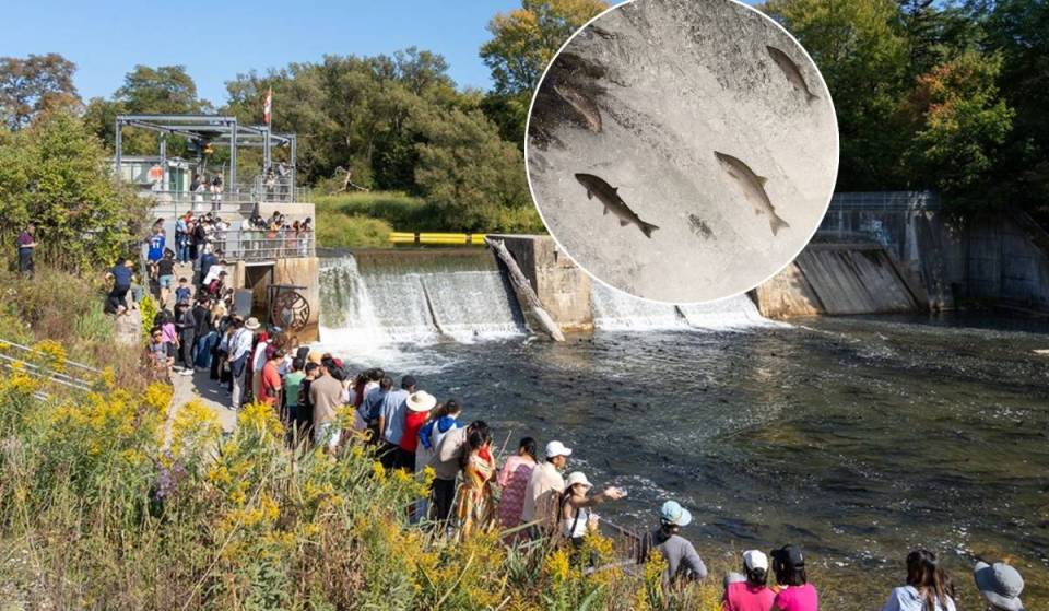 Cet automne, tu pourras voir jusqu’à 20 000 saumons effectuer leur périple épique en remontant le courant à travers cette ville de l’Ontario