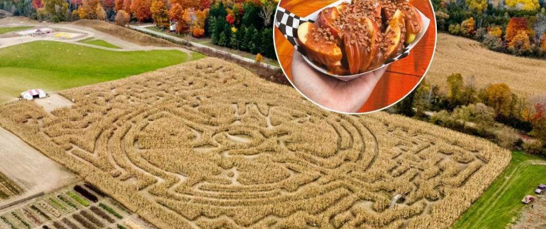 À seulement 1 heure de Toronto, cette ferme célèbre l’automne avec la cueillette de citrouilles, des balades en charrette et un immense labyrinthe de maïs