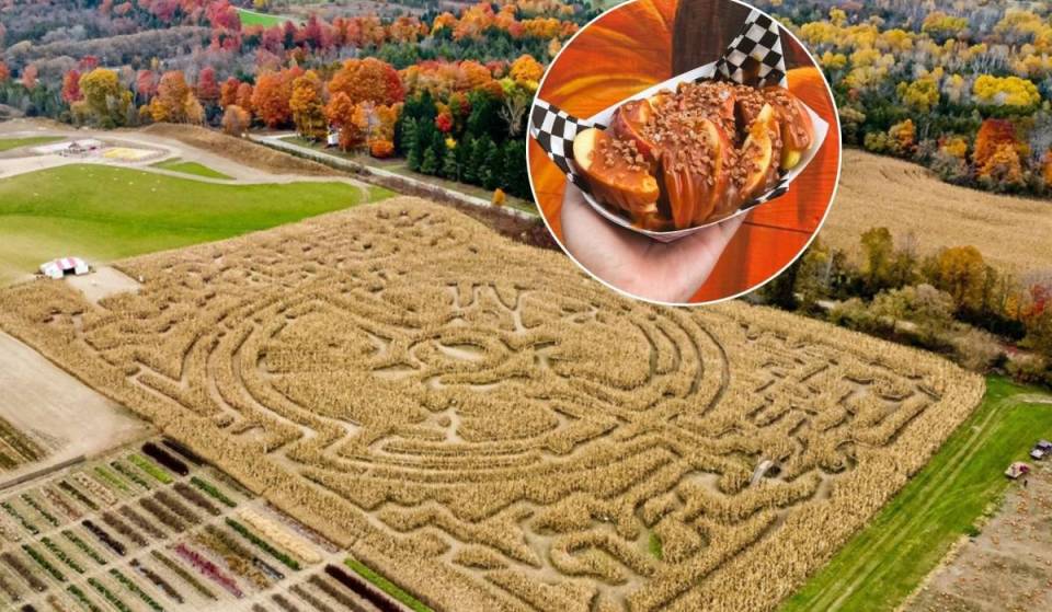 À seulement 1 heure de Toronto, cette ferme célèbre l’automne avec la cueillette de citrouilles, des balades en charrette et un immense labyrinthe de maïs