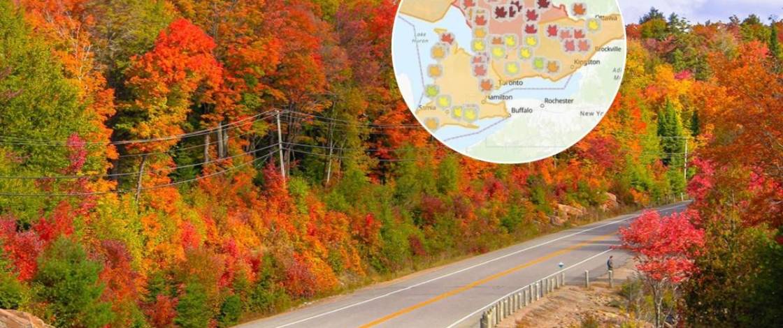 This free interactive map shows you where to find the best fall colours across Ontario in real time