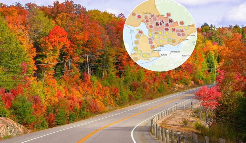 This free interactive map shows you where to find the best fall colours across Ontario in real time