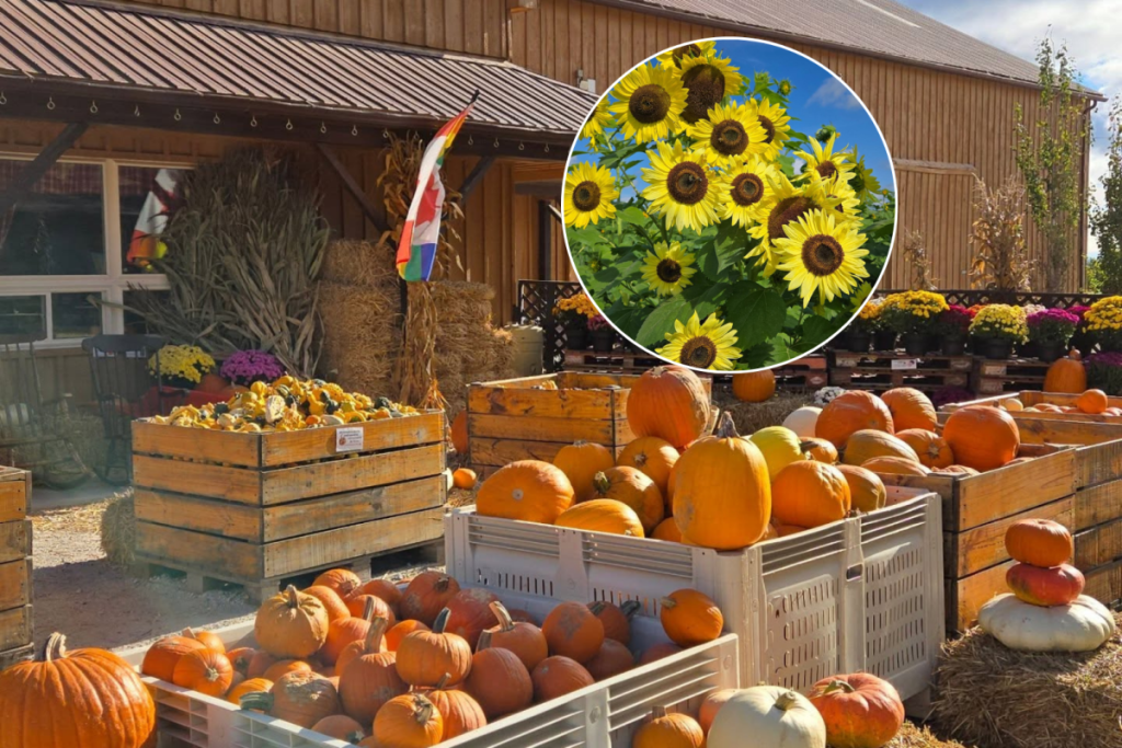 Just outside Toronto, this 165-acre farm has dahlia fields, fruit picking, and a winery