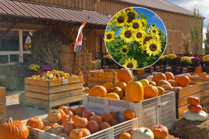 Située juste à la sortie de Toronto, cette ferme de 165 acres propose des champs de dahlias, la cueillette de fruits et un domaine viticole