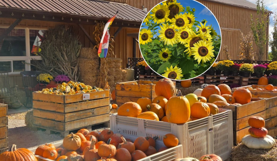 Just outside Toronto, this 165-acre farm has dahlia fields, fruit picking, and a winery