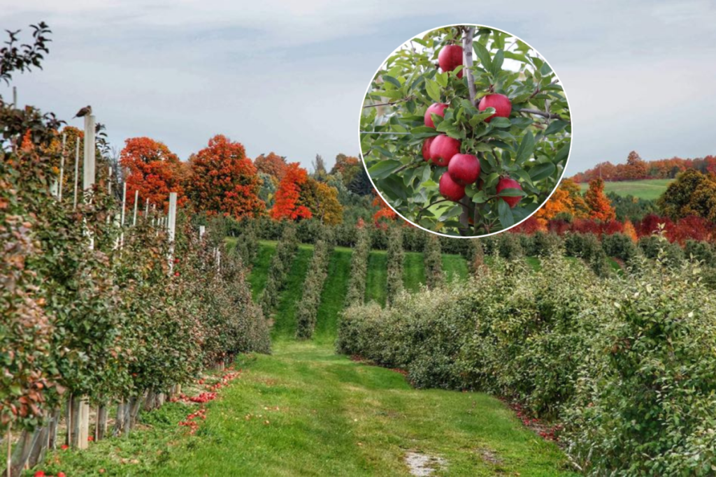 This 100-acre orchard near Toronto grows 24 apple varieties across the Oak Ridges Moraine