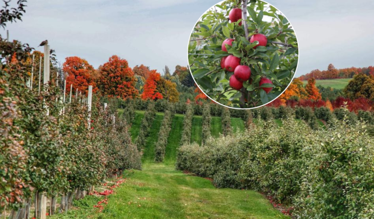 Ce verger de 100 acres près de Toronto cultive 24 variétés de pommes sur la moraine d’Oak Ridges