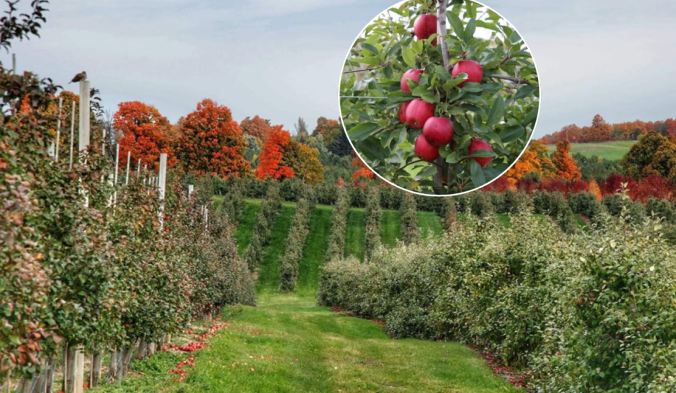 This 100-acre orchard near Toronto grows 24 apple varieties across the Oak Ridges Moraine