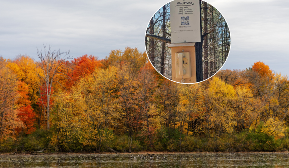 About 1 hour from Toronto, this hidden forest has towering trees, gorgeous fall colours, and a fascinating history