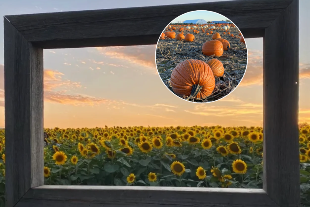 This farm near Toronto lets you pick your own hazelnuts straight from the orchard this fall