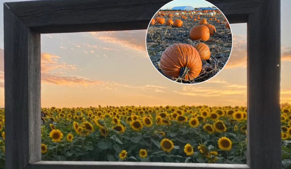 This farm near Toronto lets you pick your own hazelnuts straight from the orchard this fall
