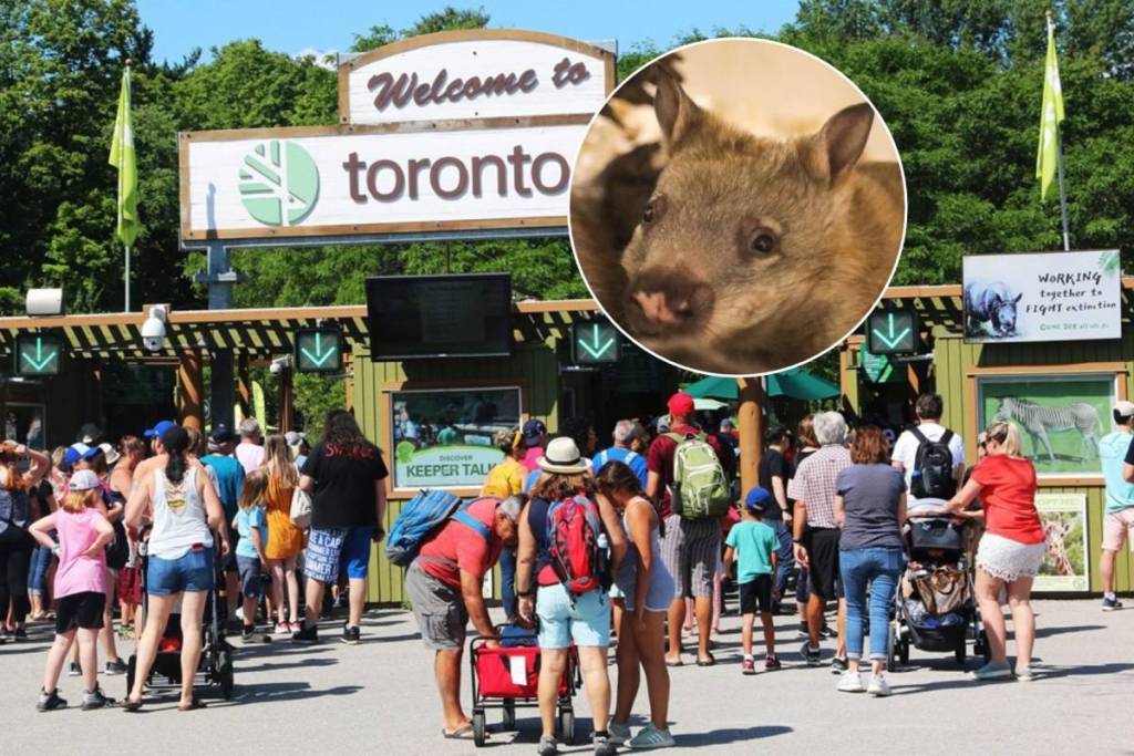 Le zoo de Toronto vient d’accueillir un adorable bébé wombat — et tu peux l’aider à trouver un nom