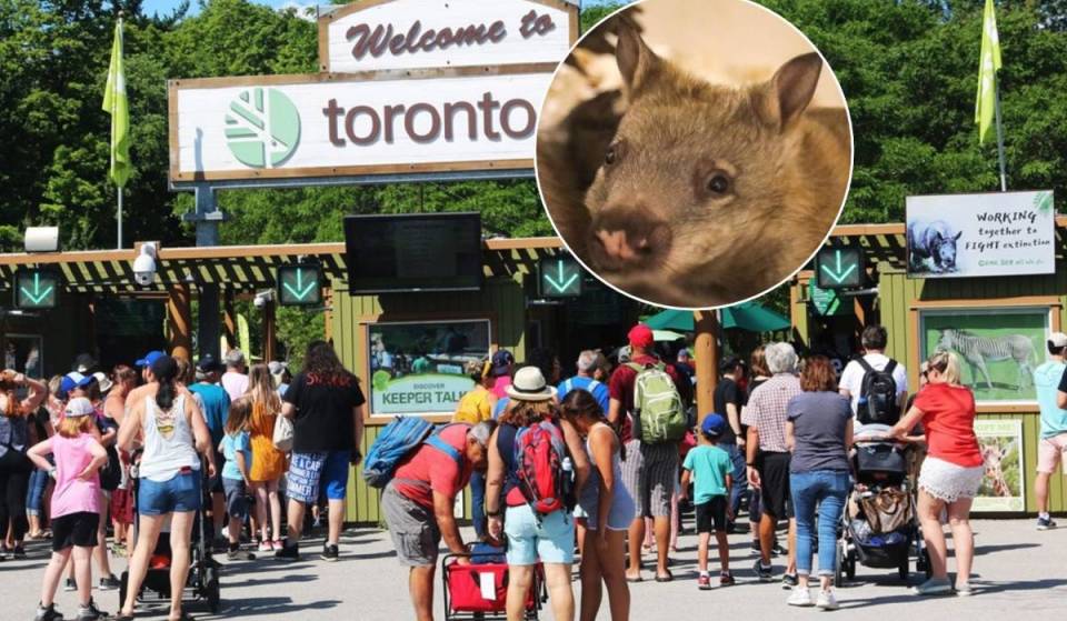 The Toronto Zoo just welcomed an adorable baby wombat — and you can help name her