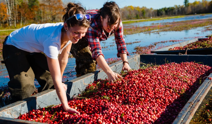2 hours from Toronto, this charming small town hosting a three-day festival dedicated to cranberries this fall