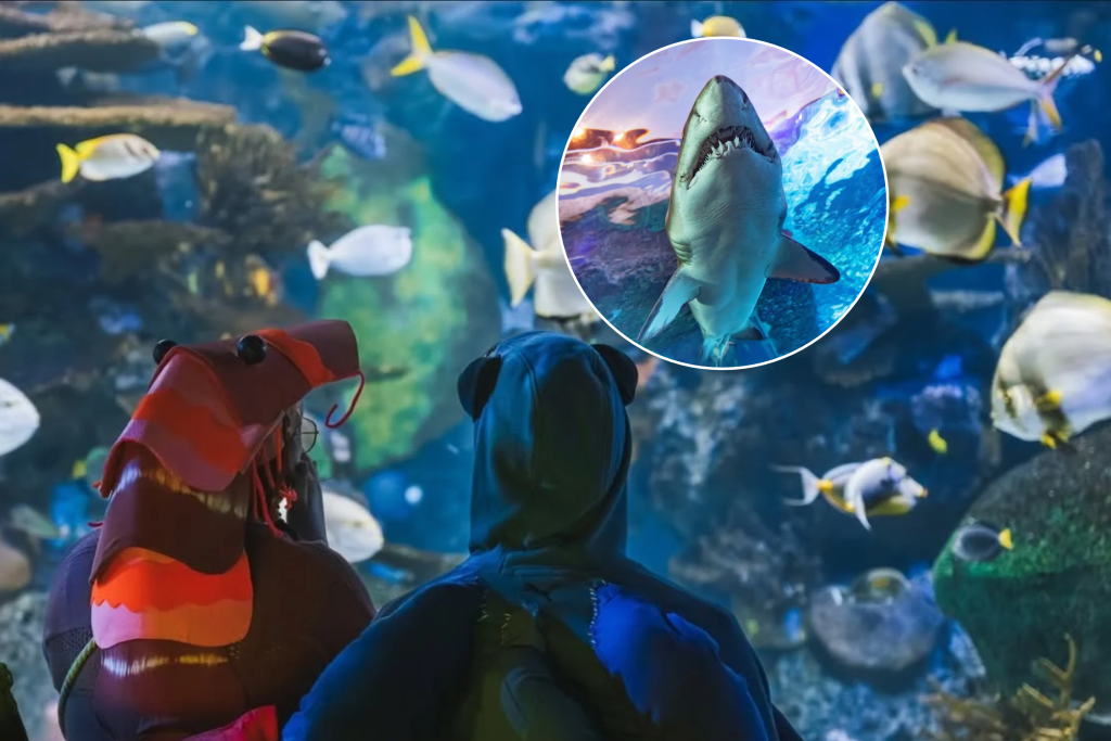 Toronto’s Ripley’s Aquarium is hosting a spooky after-hours Halloween party this month with sharks, themed cocktails, and tarot