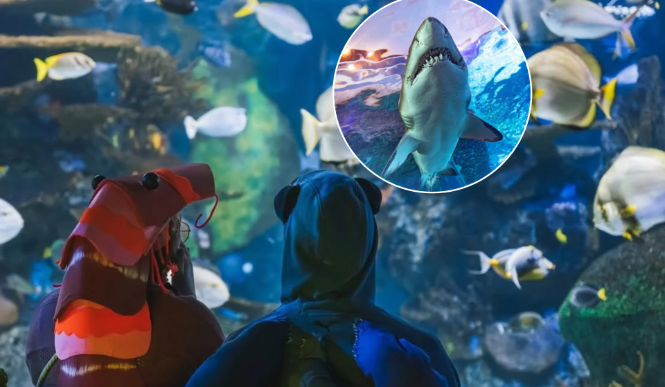 Toronto’s Ripley’s Aquarium is hosting a spooky after-hours Halloween party this month with sharks, themed cocktails, and tarot
