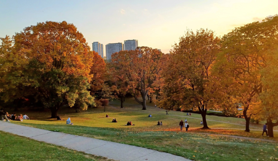 One of the strongest El Niños on record could influence Toronto’s fall colours