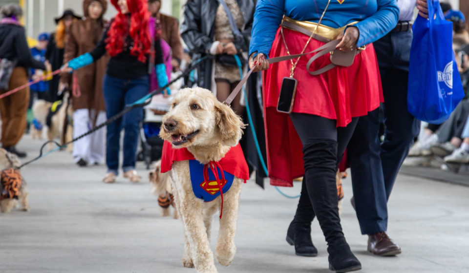 Toronto’s adorable dog costume party Howl’oween returns this October with a free party under the Gardiner Expressway
