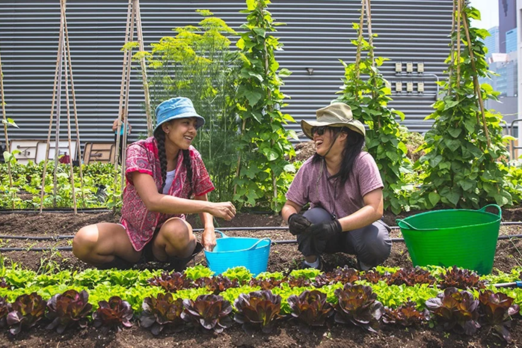 Toronto’s rooftop farm is teaching people this month how compost turns weeds into plant food