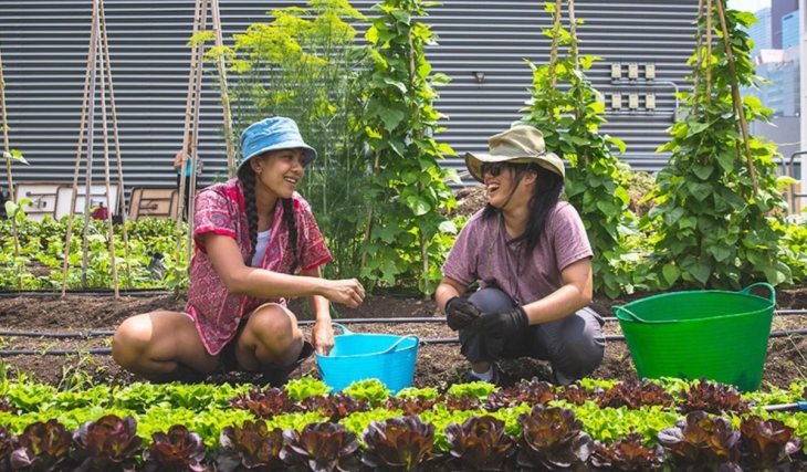 La ferme sur les toits de Toronto t'explique ce mois-ci comment le compost transforme les mauvaises herbes en engrais pour les plantes