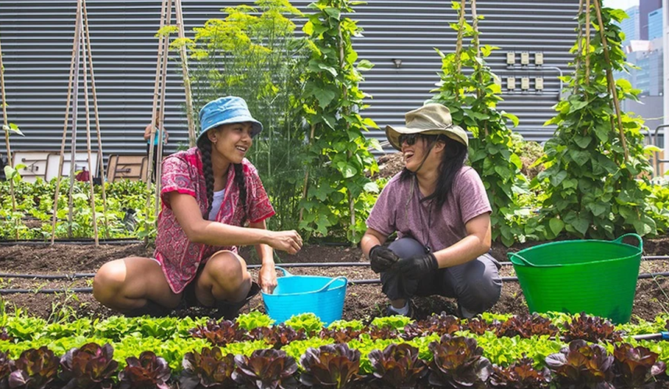Toronto’s rooftop farm is teaching people this month how compost turns weeds into plant food