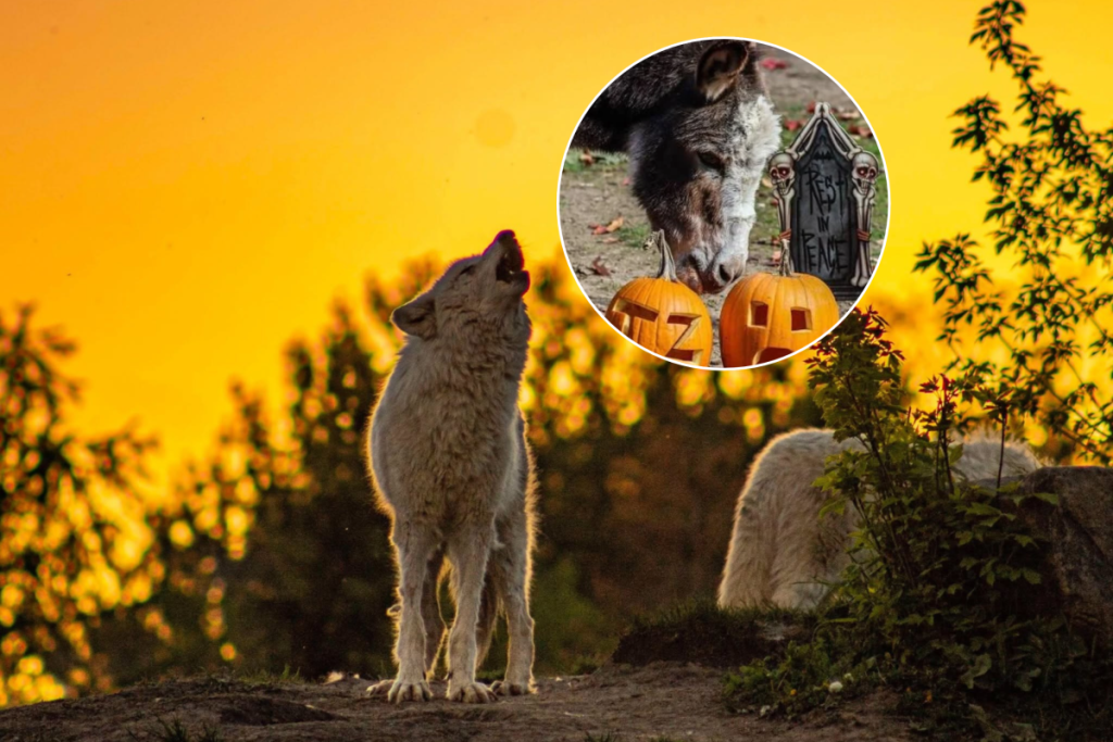 Toronto Zoo is offering 50% off kids’ admission for Halloween—here’s how to get the discount