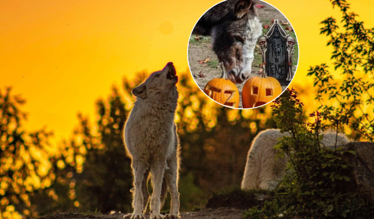 Toronto Zoo is offering 50% off kids’ admission for Halloween—here’s how to get the discount