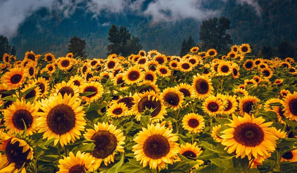 The Richmond Sunflower Festival Is Officially In Full Bloom