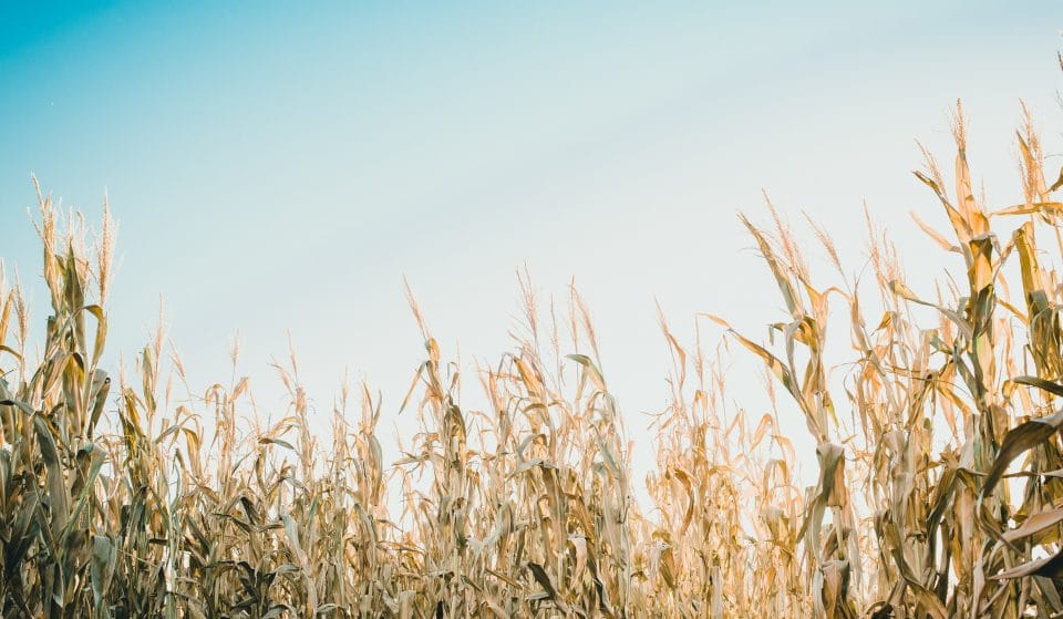 The Scariest Farms Near Vancouver Where You Can Have A Children Of The Corn Moment Before Halloween