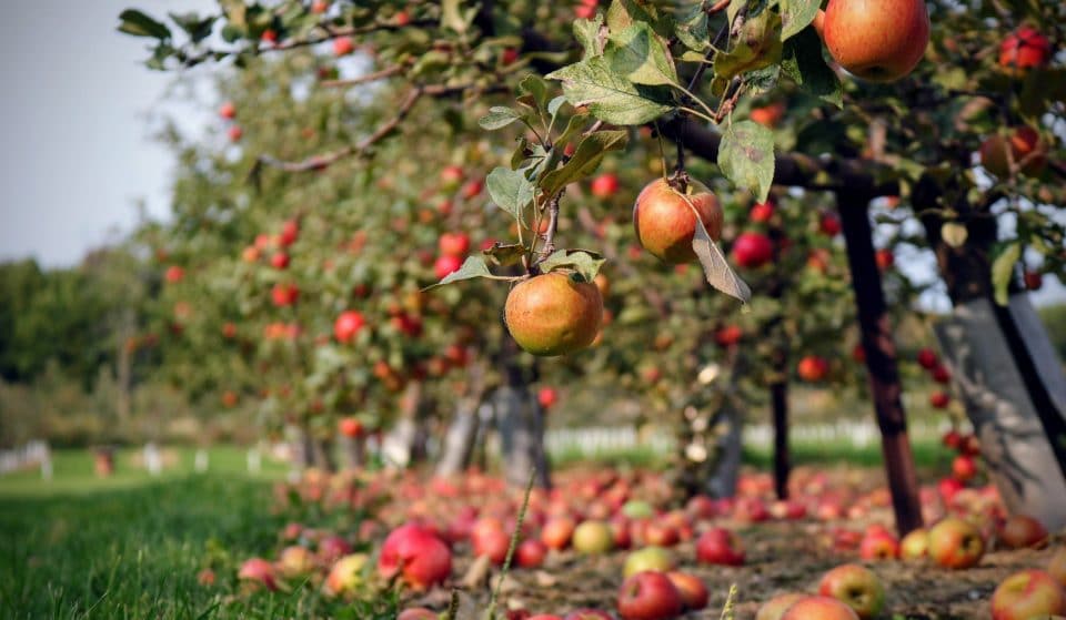 This Beautiful Farm Near Vancouver Is The Best Place To Go Apple Picking This Weekend
