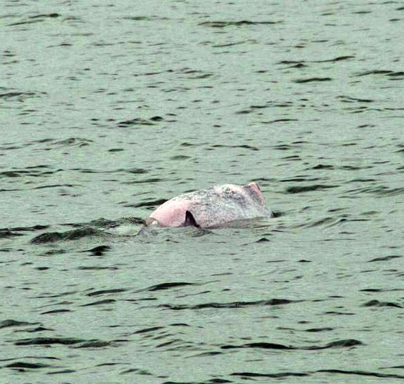Pink Dolphin Spotted In Singapore And Some Say It Points To An Improved Quality Of Water