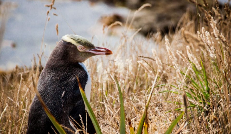 7 Unusual Animals Tourists Didn’t Know You Could Encounter In New Zealand