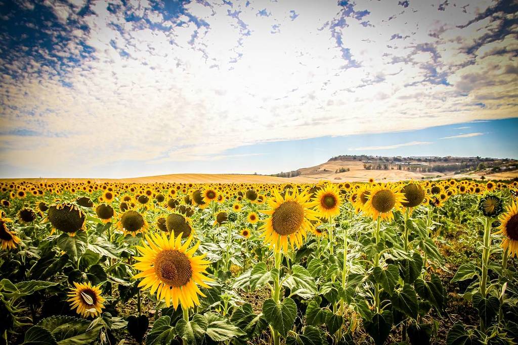 It’s Not Tuscany: The Town Half an Hour from Seville with 74,000 Hectares of Sunflowers That Are Captivating the Japanese