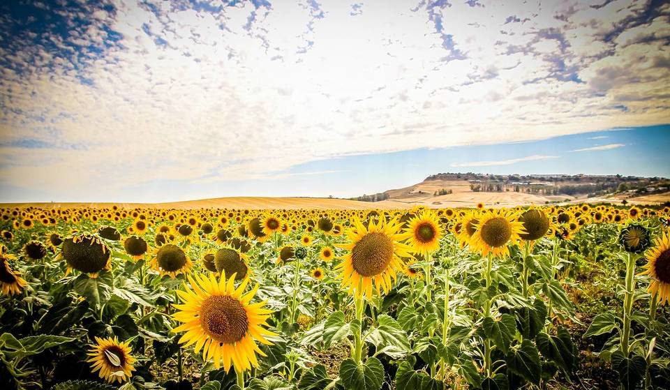 No es la Toscana: el pueblo a media hora de Sevilla con 74.000 hectáreas de girasoles que conquistan a los japoneses