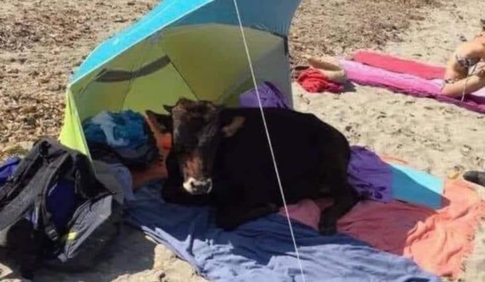 Una vaca retinta, a sus anchas bajo la sombrilla de un bañista en la playa de Bolonia